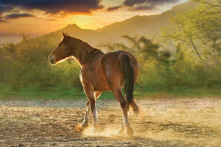Sunset Pony