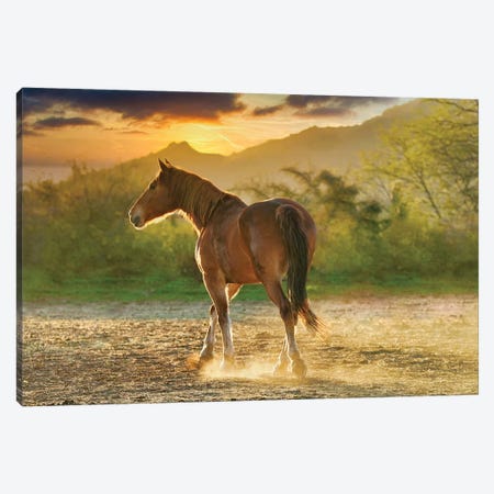 Sunset Pony Canvas Print #RHT40} by Rhonda Thompson Canvas Artwork