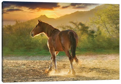 Sunset Pony Canvas Art Print - Rhonda Thompson