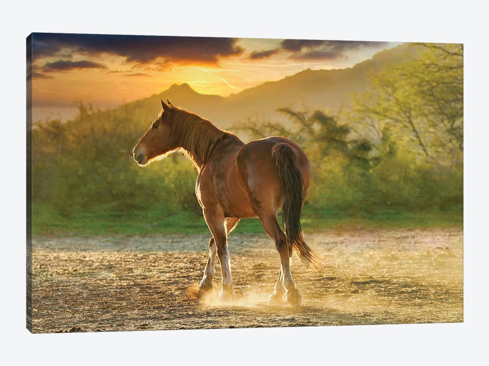 Sunset Pony by Rhonda Thompson 1-piece Canvas Art