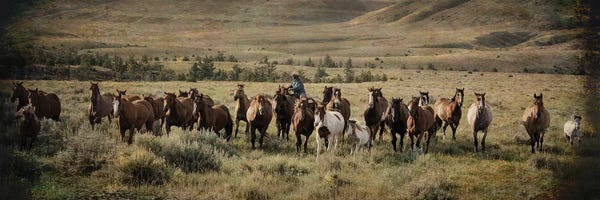 Rhonda Thompson: The Montana Round Up by Rhonda Thompson