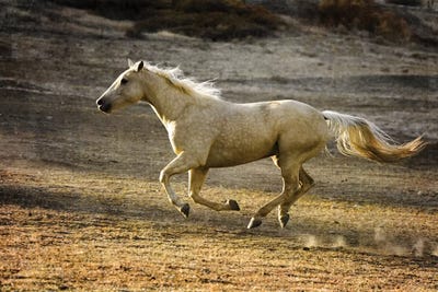 Wait For Me!! by Rhonda Thompson art print