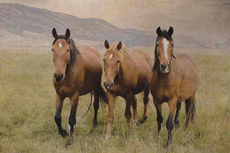 Three Friendly Mustangs