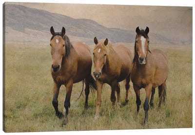 Three Friendly Mustangs Canvas Art Print - Rhonda Thompson