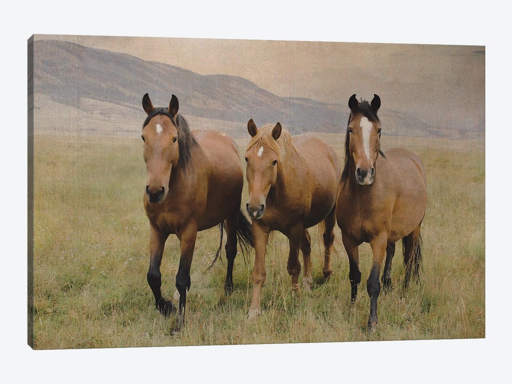 Three Friendly Mustangs by Rhonda Thompson 1-piece Canvas Art Print