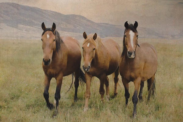 Three Friendly Mustangs