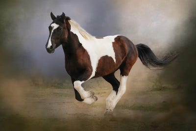 A Run Through the Mist by Rhonda Thompson canvas print