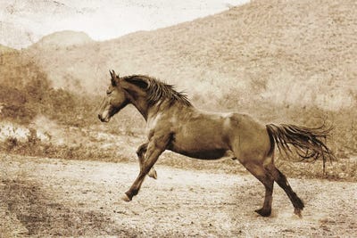 A Run Up the Hill by Rhonda Thompson canvas print