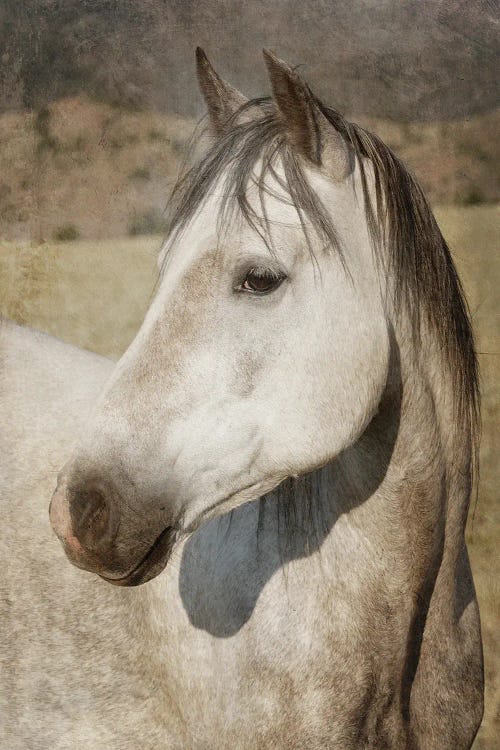 A Watchful Eye by Rhonda Thompson wall art