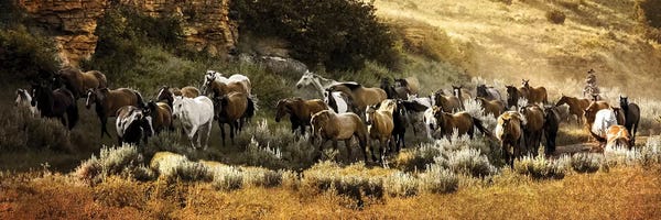 Rhonda Thompson: Canyon Round Up by Rhonda Thompson