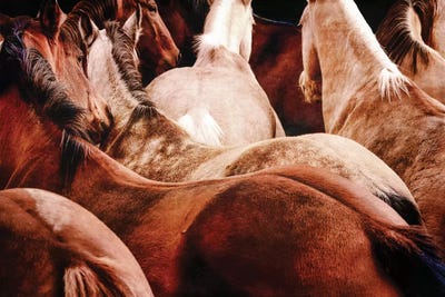 Come This Way by Rhonda Thompson canvas print