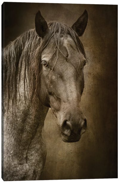 Black Horse Canvas Art Print - Rhonda Thompson