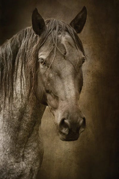 Rhonda Thompson: Black Horse by Rhonda Thompson