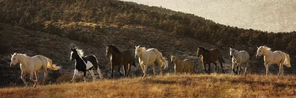 Rhonda Thompson: Coming Around The Moutian by Rhonda Thompson