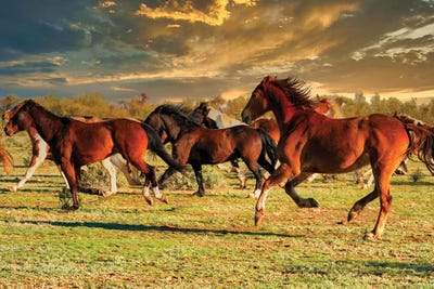 Dance Steps by Rhonda Thompson art print