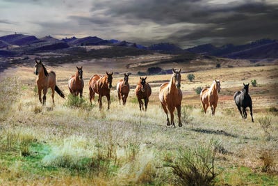 Storm Coming by Rhonda Thompson canvas print