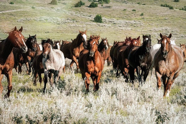 Rhonda Thompson: The Gang $ by Rhonda Thompson