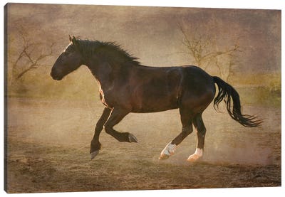 The Running Horse Canvas Art Print - Rhonda Thompson
