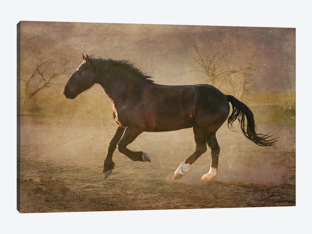 The Running Horse by Rhonda Thompson 1-piece Canvas Print