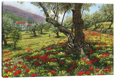 Andalucian Olive Grove Canvas Art Print - Poppy Art