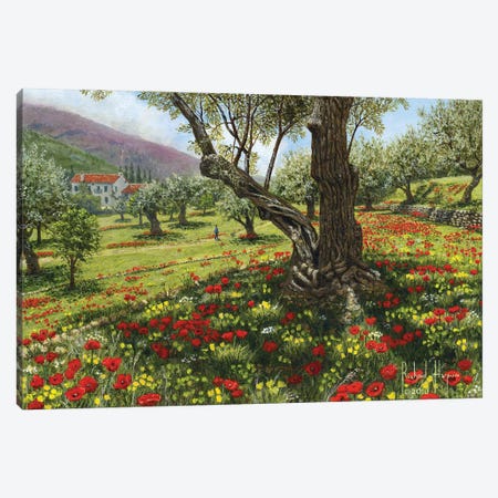 Andalucian Olive Grove Canvas Print #RHU2} by Richard Harpum Canvas Art Print
