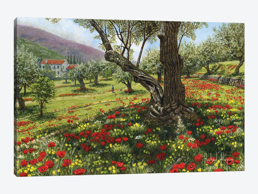 Andalucian Olive Grove by Richard Harpum 1-piece Art Print