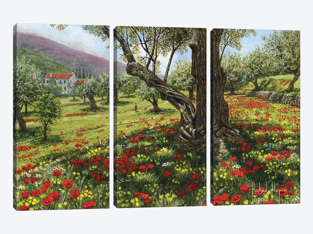 Andalucian Olive Grove by Richard Harpum 3-piece Canvas Print