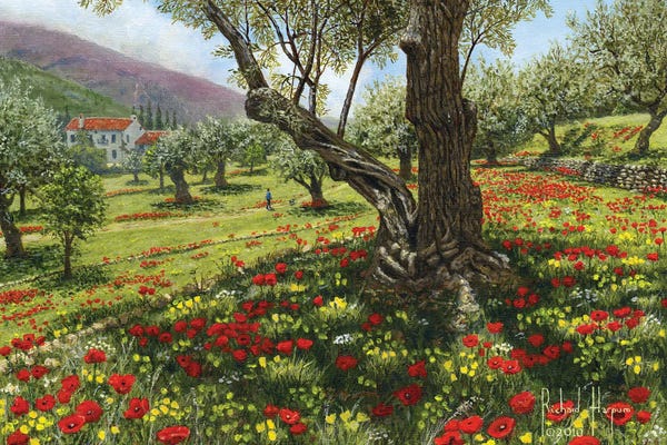 Olive Trees: Andalucian Olive Grove by Richard Harpum