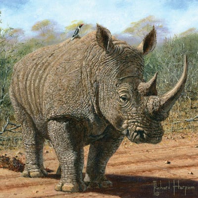 Kruger White Rhino by Richard Harpum art print