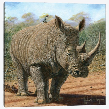 Kruger White Rhino Canvas Print #RHU31} by Richard Harpum Canvas Artwork