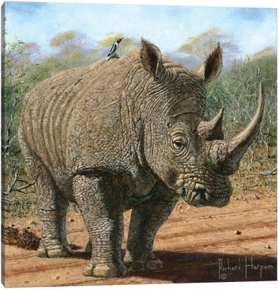 Kruger White Rhino Canvas Art Print - Rhinoceros Art