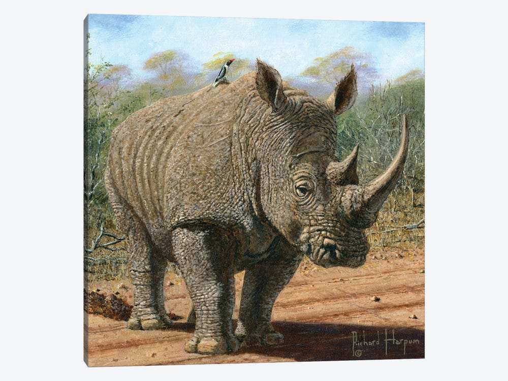 Kruger White Rhino by Richard Harpum 1-piece Canvas Print