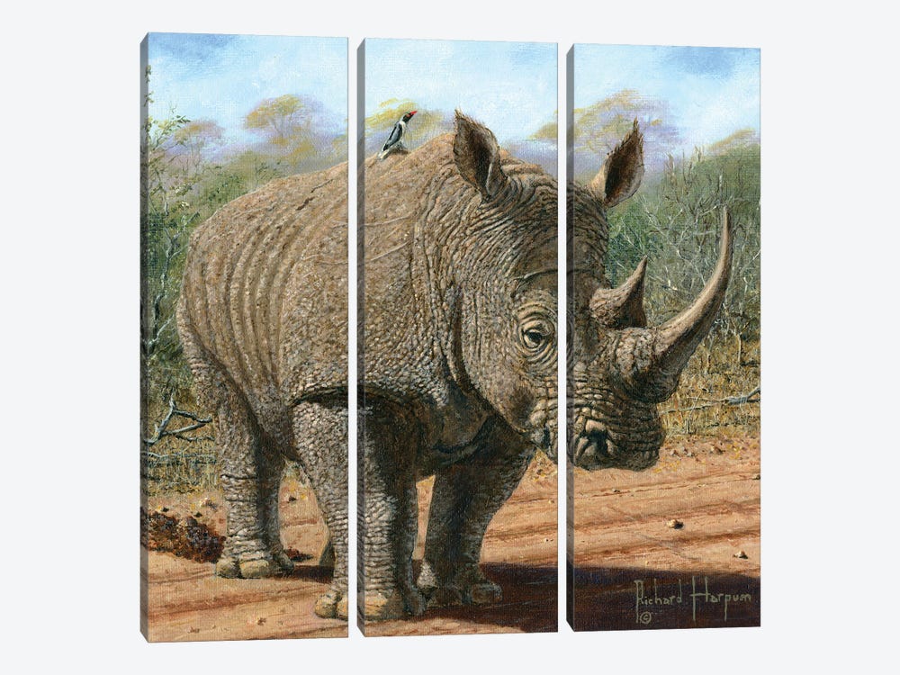 Kruger White Rhino by Richard Harpum 3-piece Canvas Art Print