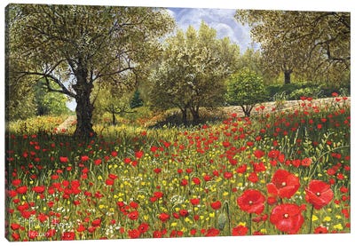 Andalucian Poppies Canvas Art Print - Spain Art