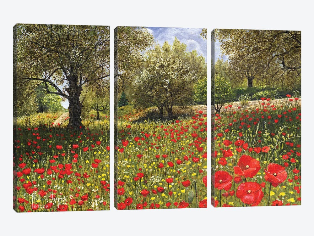 Andalucian Poppies by Richard Harpum 3-piece Canvas Artwork