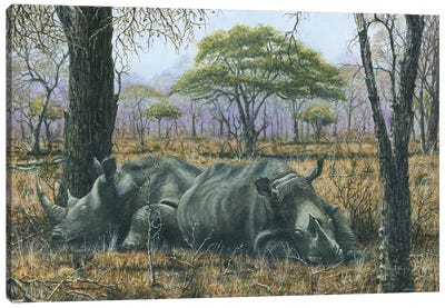 Sabi Sand Siesta, Kruger Np, South Africa Canvas Art Print - Rhinoceros Art