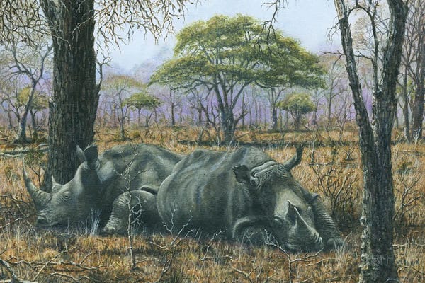 Fine Art Safari: Sabi Sand Siesta, Kruger Np, South Africa by Richard Harpum