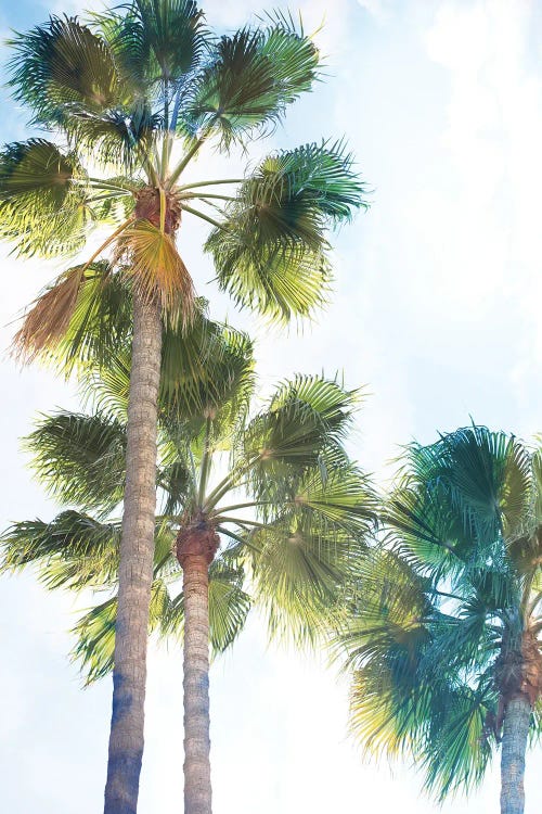 Palmetto II