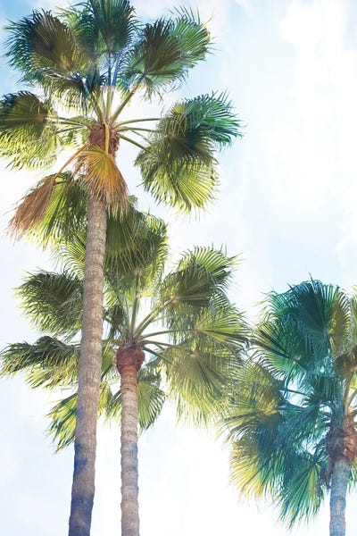 Palmetto II