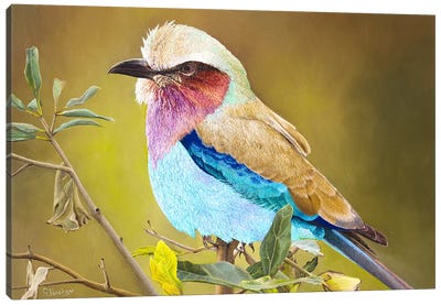 Lilac Breasted Roller Canvas Art Print - The Art of the Feather