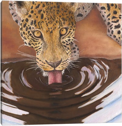Leopard Drinking Canvas Art Print - Fine Art Safari