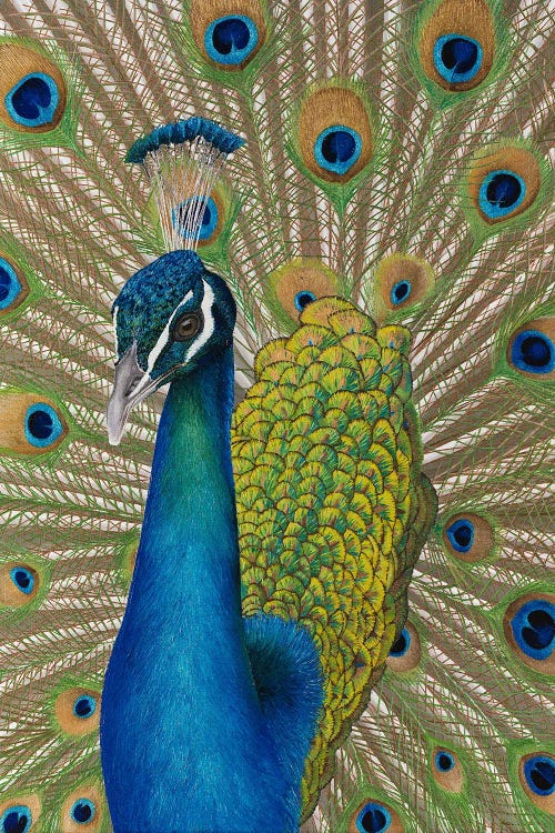 Embroidered Peacock Feathers – Cappers Farmer