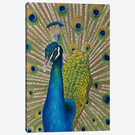Peacock Canvas Print #RHY14} by Russell Hinckley Art Print