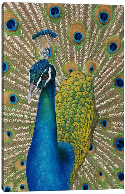 Peacock Canvas Art Print - Russell Hinckley