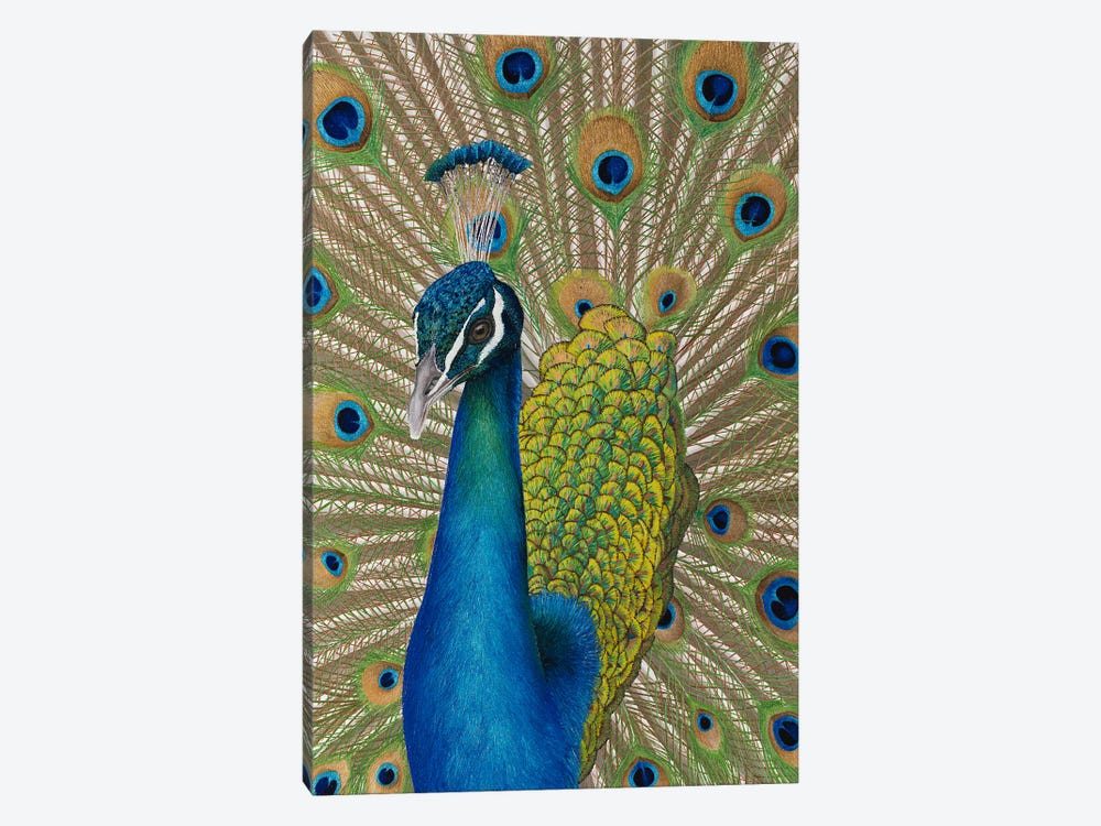 Peacock by Russell Hinckley 1-piece Canvas Artwork