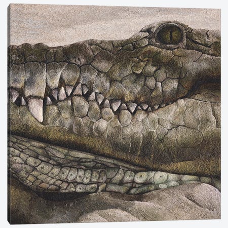 Crocodile Canvas Print #RHY1} by Russell Hinckley Canvas Art Print