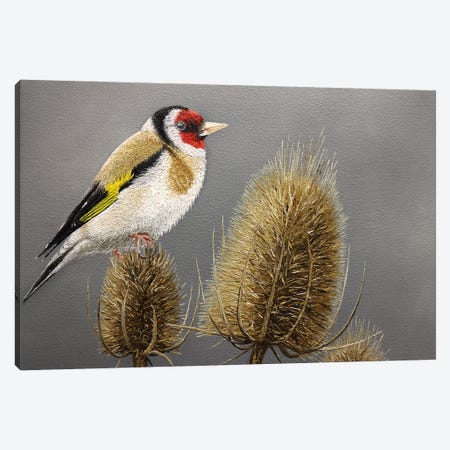 The Goldfinch Canvas Print #RHY26} by Russell Hinckley Canvas Artwork