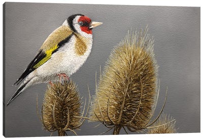 The Goldfinch Canvas Art Print - The Art of the Feather