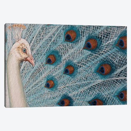White Peacock Canvas Print #RHY27} by Russell Hinckley Canvas Artwork