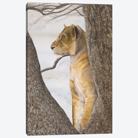 Young Lion In Tree Canvas Print #RHY28} by Russell Hinckley Canvas Art Print